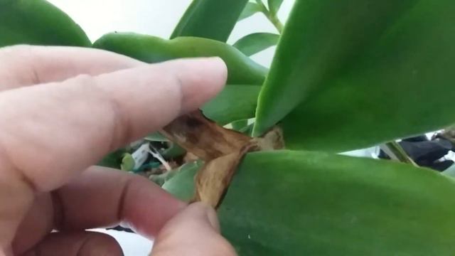 CATTLEYA , LC CHYONG GUU SWAN RUBY LIP смотреть онлайн