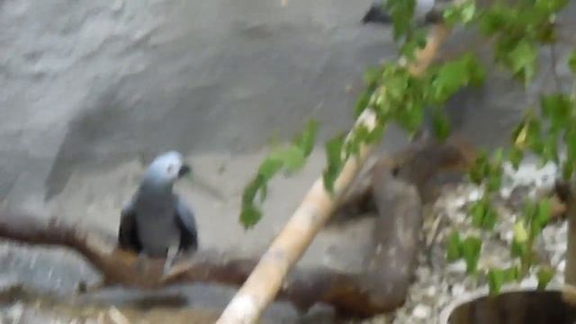 Серые попугай. смотреть онлайн