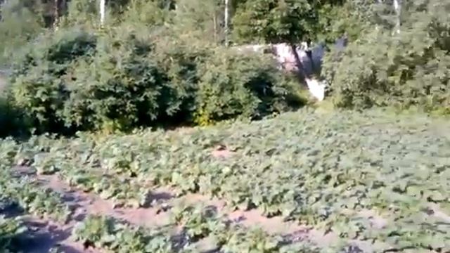Дача подруги19 06 17 смотреть онлайн