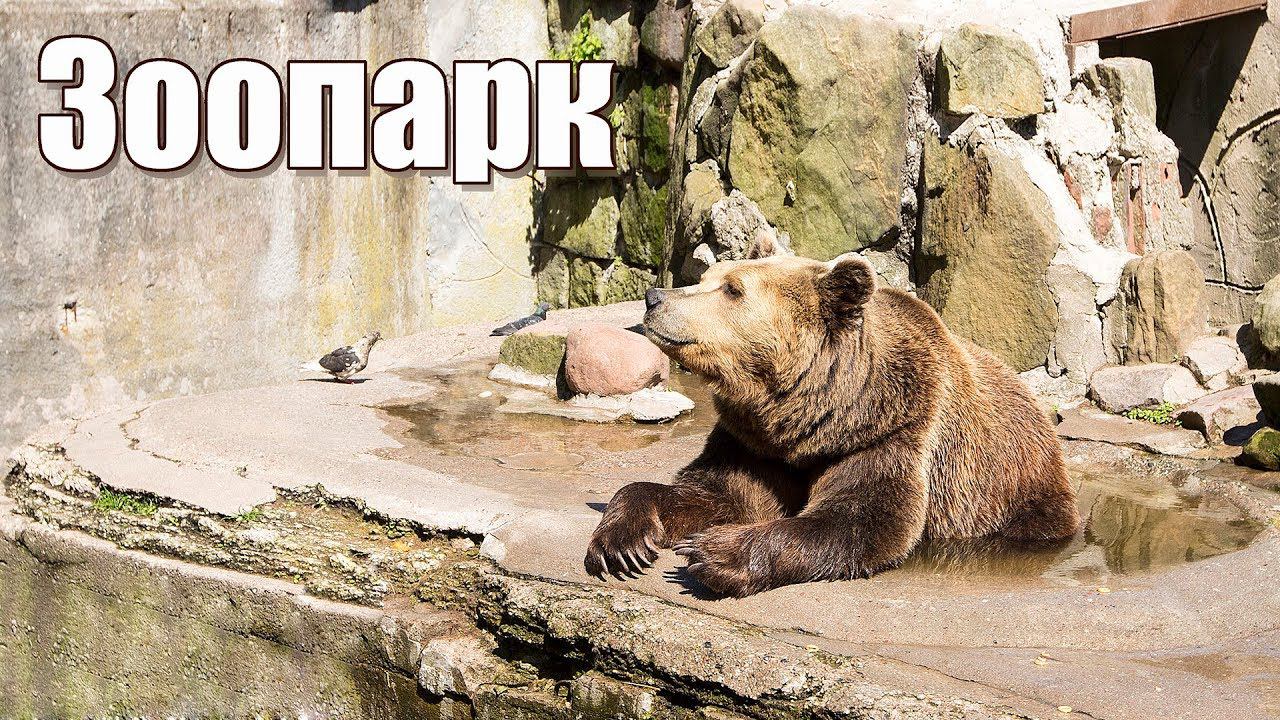 Калининградскому  Зоопарку - 122 года!  |  Kaliningrad Zoo