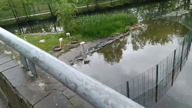 ЗООПАРК в РОСТОВЕ на ДОНУ. Куда сходить в Ростове на Дону