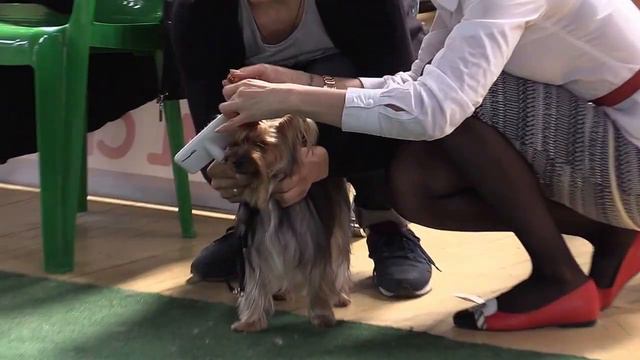 Воронеж. Спорткомплекс Шинник. 24.04.2016 г. смотреть онлайн