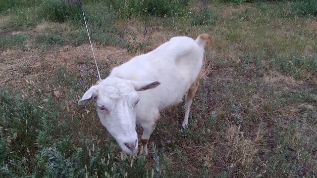 состояние хозяйства на начало июля / потери и прибыль / борьба с сорняками в огороде смотреть онлайн