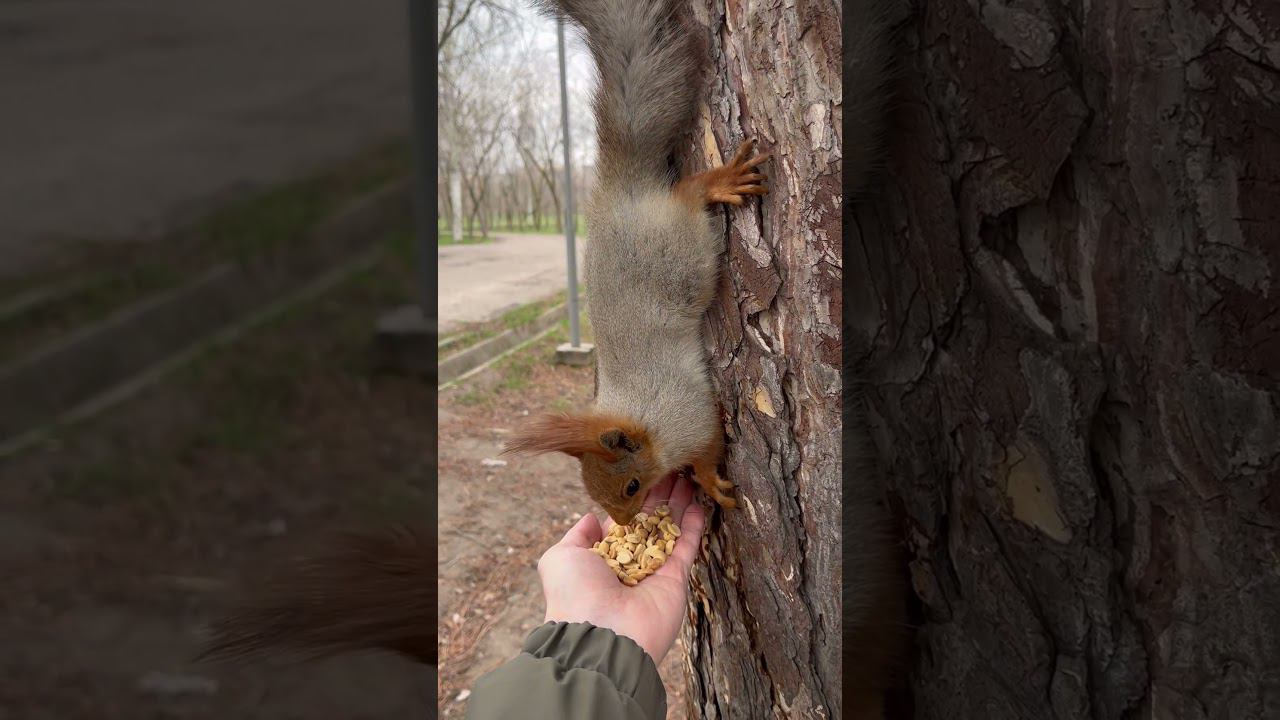 Бельчонок #смешныеживотные #squirrel смотреть онлайн