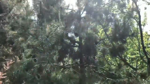 Французский бульдог Мира видит первую черешню... смотреть онлайн