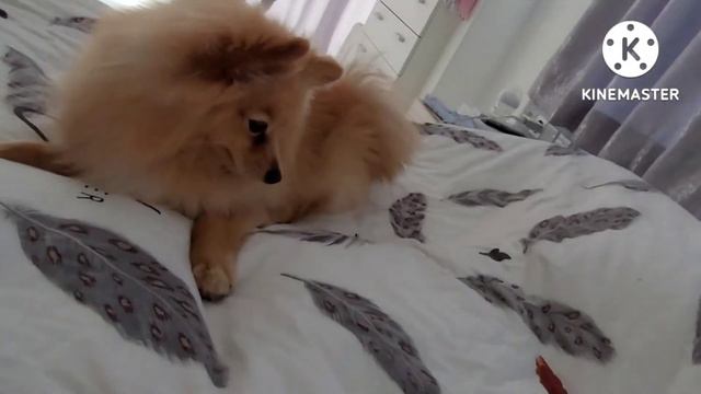 спайк хулиган охотиться на еду и гавкает смотреть онлайн