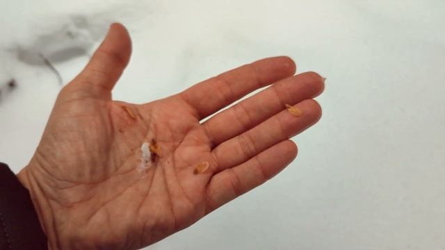 Лесовик-Затейник # 3 смотреть онлайн