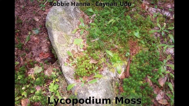 Buds, Blooms, Blossoms, Bugs, Berries and Mushrooms смотреть онлайн