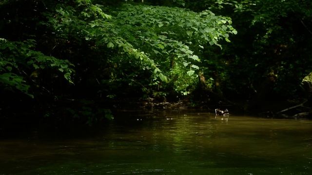 Chill relax peace calm - express stress reducer for WORK - 4 minute river ripple смотреть онлайн