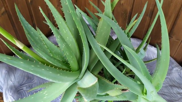 удивительный, поразительный и редкий цветок алоэ смотреть онлайн