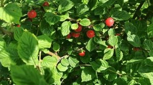 Войлочная вишня Натали!!! Для войлочной вишни - слишком вкусная!!!