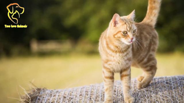 This is the reason why the New Zealand Cats Restraining Order in New Zealand, True Love Animals смотреть онлайн