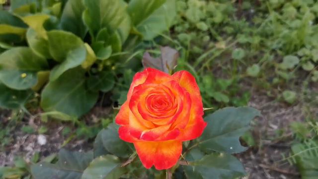 27 августа что ЦВЕТЕТ в Сибири Мой сад в конц лета Розы Клематис Северная пальма Плетеное дерево ив