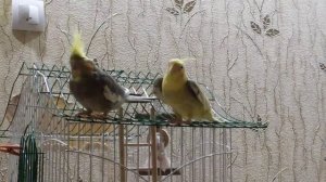 Корелла мальчик поет