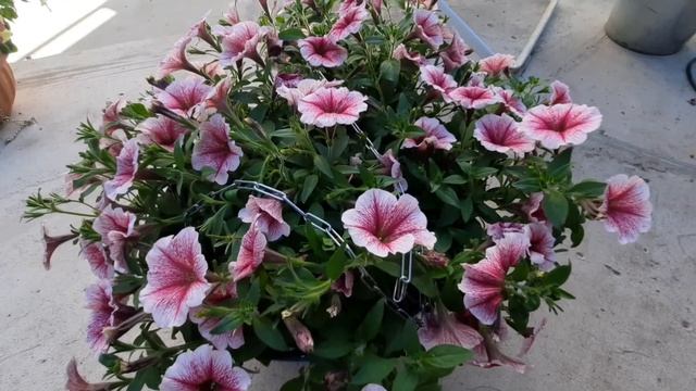 Обзор моих ампельных ПЕТУНИЙ, СУРФИНИЙ, КАЛИБРАХОА. смотреть онлайн