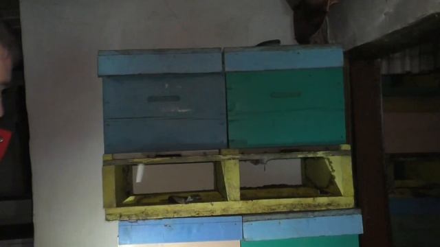 Смотрим как зимуют наши пчелки. смотреть онлайн