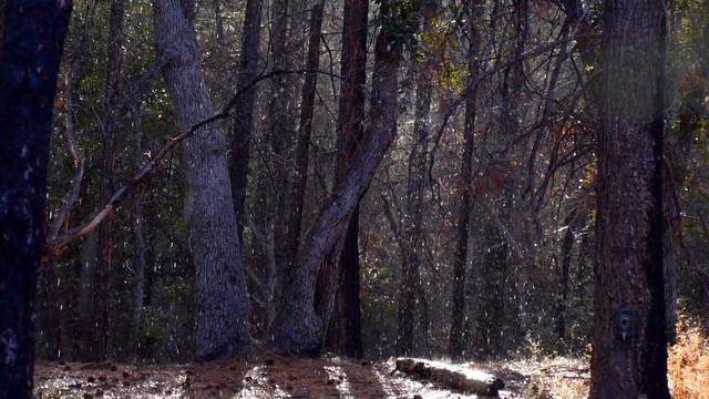 Zeiss Victory SF Binoculars смотреть онлайн