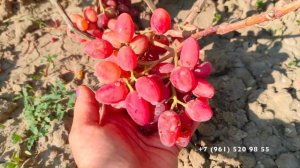 Виноград Гусар  Гусева С .Э.