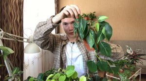 Филодендрон » Как Ухаживать » Обзор моих лиан