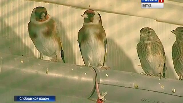 Жительница Слободского разводит певчих птиц(ГТРК Вятка) смотреть онлайн