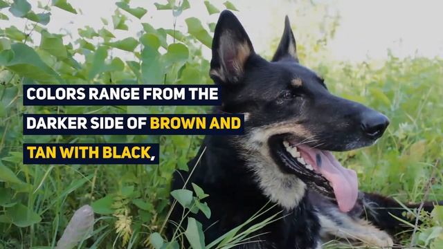 German Shepherd Husky Mix: A Pet Parent's Guide to The Gerberian Shepsky! смотреть онлайн