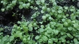 ПЕТУНИЯ  ПИКИРУЕМ В ФАЗЕ ДВУХ НАСТОЯЩИХ ЛИСТЬЕВ  Видеоурок Ольги Черновой 3 февраля 2017 г