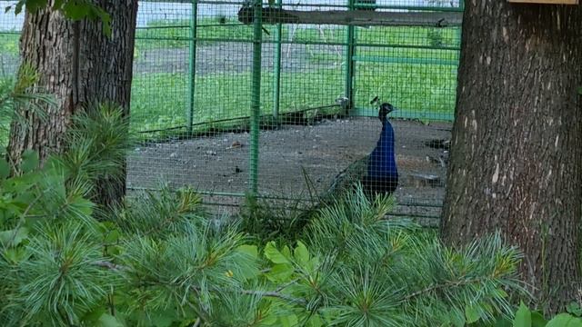 Павлин взывает к Богу! Толжский монастырь смотреть онлайн