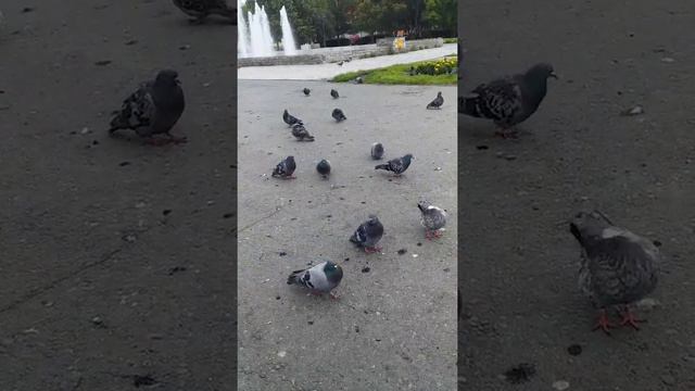 Севердловски обл город сухой лог смотреть онлайн