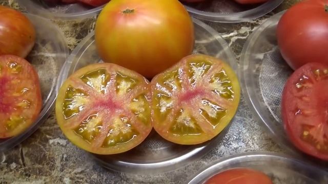 САМЫЕ-САМЫЕ КРУПНЫЕ И САМЫЕ-САМЫЕ СЛАДКИЕ ТОМАТНЫЕ ГНОМЫ! Подробный обзор 6 сортов с дегустацией. смотреть онлайн