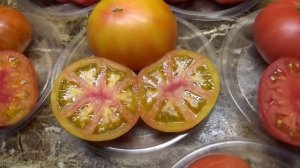 САМЫЕ-САМЫЕ КРУПНЫЕ И САМЫЕ-САМЫЕ СЛАДКИЕ ТОМАТНЫЕ ГНОМЫ! Подробный обзор 6 сортов с дегустацией.