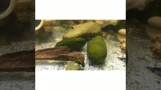 малек анциструса кормление смотреть онлайн