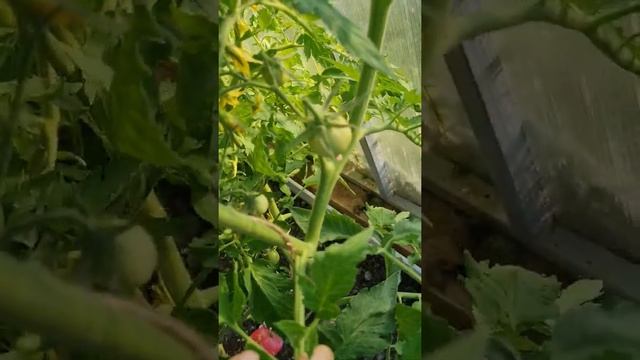 Томат Лось от #семенаалтая #тестирование_семенаалтая2022 #огородники #томаты #огород смотреть онлайн