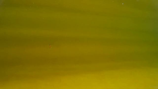 Воблеры от компании Серебряный ручей в действии. Охота и рыболовство. Весна 2015. Минск смотреть онлайн