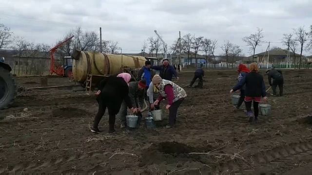 Посадка деревьев с МТЗ 82.1 с куном и МТЗ 80 с бочкой воды! смотреть онлайн