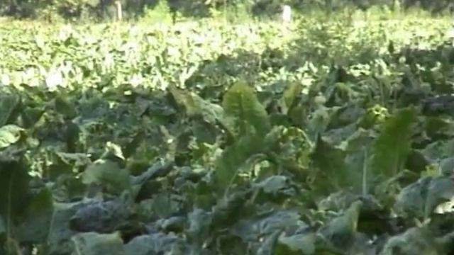 Нутривант Плюс Сахарная свекла смотреть онлайн