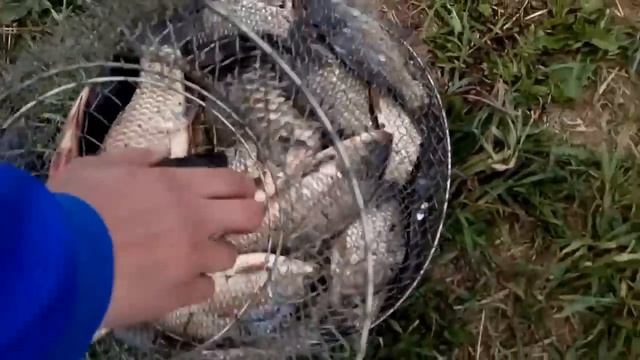 Хороший улов карасей!.mp4 смотреть онлайн