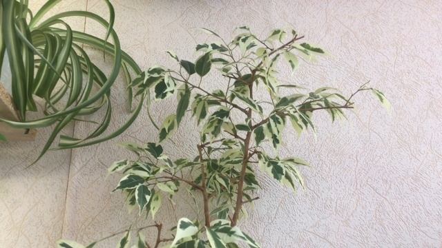 О нюансах выращивания фикусов пестролистных смотреть онлайн