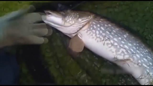 Щука с сюрпризом или Киндер сюрприз на рыбалке! смотреть онлайн