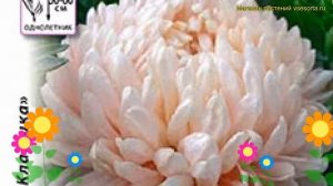 Астра китайская. Краткий обзор, описание характеристик callistephus chinensis Янина Сиел