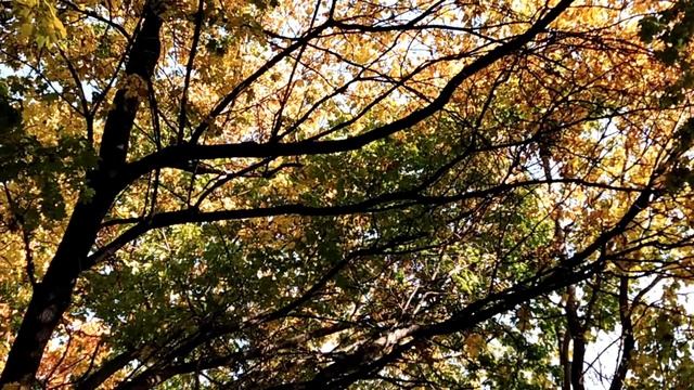 14 октября-праздник ПОКРОВ Пресвятой Богородицы.Что нужно сделать.Запреты и народные приметы смотреть онлайн