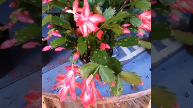 Flor De Maio-acerte no cultivo e polinização manual@fuflores-orquideas#compartilhe #inscreva #curta смотреть онлайн