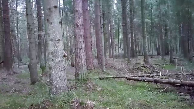 Начала строить укрытие в лесу. Часть 1 смотреть онлайн
