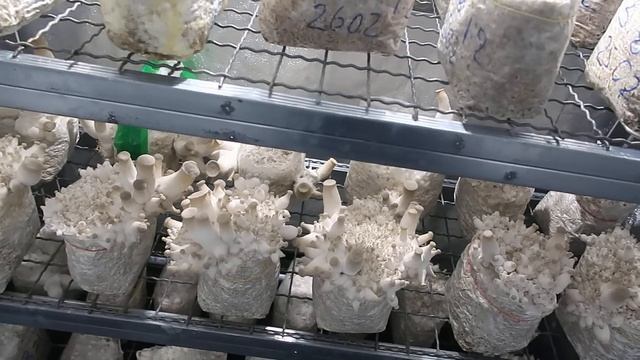 Основные требования при выращивании еринги  в домашних условиях