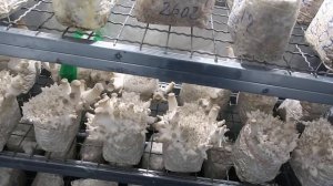 Основные требования при выращивании еринги  в домашних условиях