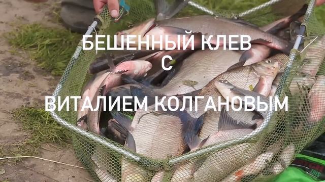 Донная ловля для начинающих. Ловля карася на деревенском пруду смотреть онлайн