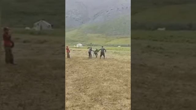 оседлать оленя)))) смотреть онлайн