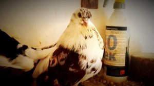 Мелитопольские голуби 2018