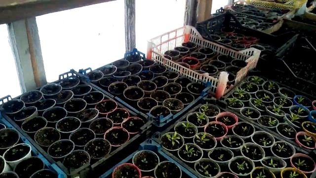 Эпин экстра , применение для рассады . смотреть онлайн