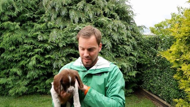 8 WEEK OLD SPRINGER SPANIEL PUPPIES! смотреть онлайн
