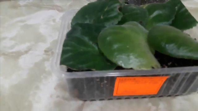 #фиалки #цветы #хобби 1-й способ Как размножить фиалку смотреть онлайн